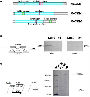 Magnaporthe oryzae CK2 Accumulates in Nuclei, Nucleoli, at Septal Pores and Forms a Large Ring Structure in Appressoria, and Is Involved in Rice Blast Pathogenesis